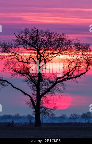 Eiche bei Sonnenuntergang über Delleboerheide, Niederlande, Frisia, Dellebosterheide, Oldeberkoop Stockfoto