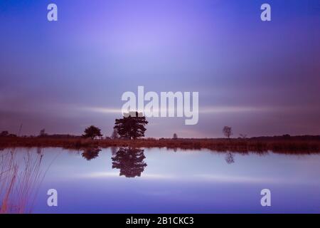 Naturschutzgebiet Dellebosterheide in Abendlicht, Niederlande, Frisia, Dellebosterheide, Oldeberkoop Stockfoto