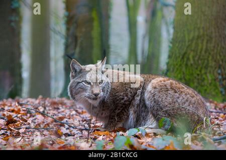 Eurasischer Luchs (Lynx Luchs), der in einem Wald sitzt, Deutschland Stockfoto