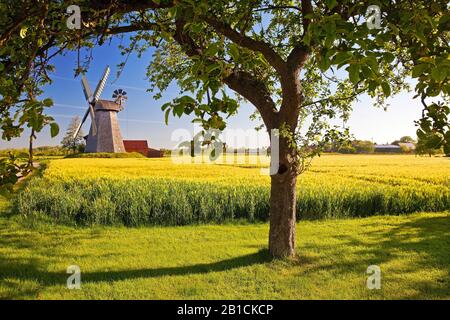 Windmühle Bierde, Deutschland, Nordrhein-Westfalen, Ostwestfalen, Petershagen Stockfoto