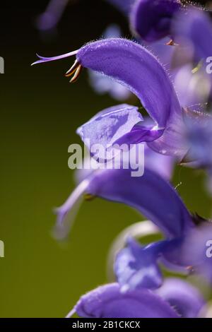 Meadow clary, Wiesensage (Salvia pratensis), Blume, Niederlande, Limburger Stockfoto