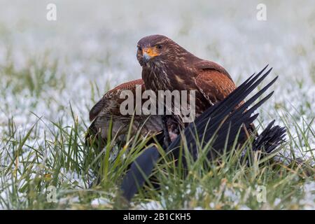 Harris' Falke (Parabuteo unicinctus), hat eine Krähe, Falknerei, Deutschland, Bayern, Oberbayern, Oberbayern gefangen genommen Stockfoto