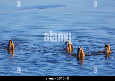 Mallard (Anas platyrhynchos), vier Drakes untertauchen gleichzeitig, Deutschland, Bayern, Oberbayern, Oberbayern Stockfoto