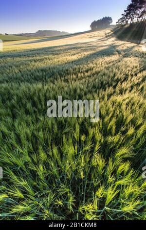 Gerste (Hordeum vulgare), Gerstenfeld, Deutschland, Nordrhein-Westfalen, Eifel, Blankenheim Stockfoto