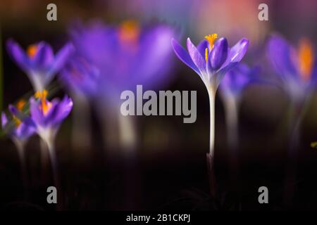 Frühe Krokus, Woodland-Krokus, Tomasinis Krokus (Crocus tommasinianus), Gruppe der aufblühenden Krokusse, Niederlande, Frisia Stockfoto