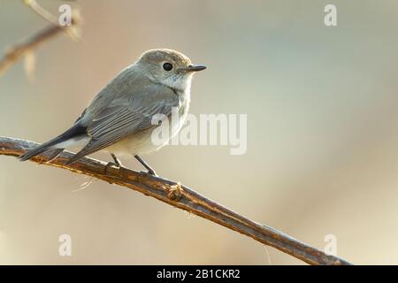 Taiga Flycatcher (Ficedula albicilla), unreif an einem Zweig, Indien, Rajasthan Stockfoto