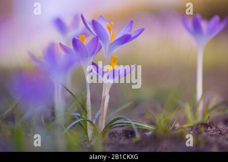 Frühe Krokus, Woodland-Krokus, Tomasinis Krokus (Crocus tommasinianus), Gruppe der aufblühenden Krokusse, Niederlande, Frisia Stockfoto