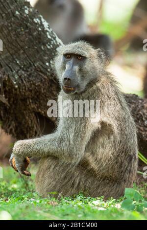 Chacma Pavion, Arubius Pavian, Olive Pavian (Papio ursinus, Papio Cynocephalus ursinus), sitzt essen auf dem Boden, Seitenansicht, Südafrika, Mpumalanga, Kruger National Park Stockfoto