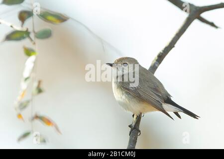 Taiga Flycatcher (Ficedula albicilla), unreif an einem Zweig, Indien, Rajasthan Stockfoto