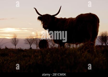 Schottisches Highland Cattle, Kyloe, Highland Cow, Heelan coo (Bos primigenius f. Taurus), im Naturschutzgebiet Delleboersterheide, Niederlande, Frisia, Delleboersterheide, Oldeberkoop Stockfoto