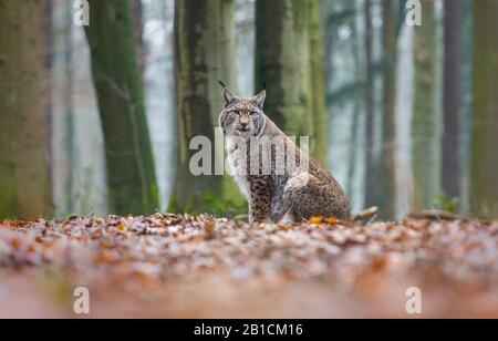 Eurasischer Luchs (Lynx Luchs), der in einem Wald sitzt, Deutschland Stockfoto