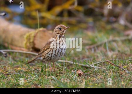 Rotwing (Turdus iliacus), auf einer Wiese, Deutschland, Bayern, Niederbayern, Niederbayern Stockfoto