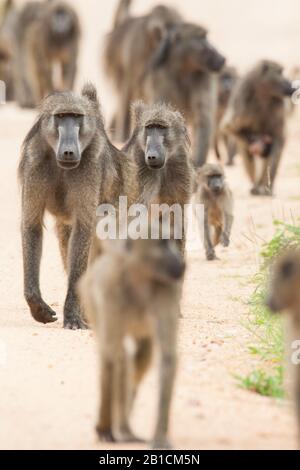 Chacma Pavian, Abius Pavian, Olive Pavian (Papio ursinus, Papio Cynocephalus ursinus), Gruppe, Südafrika, Mpumalanga, Kruger National Park Stockfoto