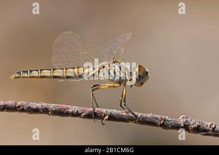 Schwarzer Wimpel (Selysiothemis nigra), weiblich, Türkei, Mugla Stockfoto