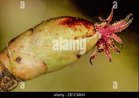 Haselnuss (Corylus avellana), weibliche Floreszenz, Deutschland, Bayern, Oberbayern, Oberbayern Stockfoto