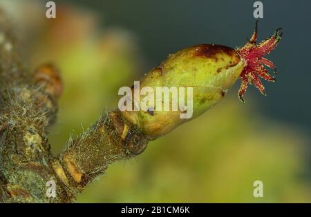 Haselnuss (Corylus avellana), weibliche Floreszenz, Deutschland, Bayern, Oberbayern, Oberbayern Stockfoto