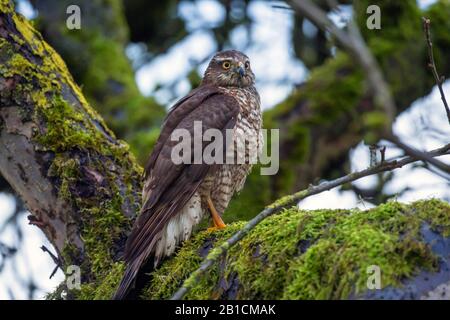 Nordsparrenhawk (Accipiter nisus), Weibchen perchen auf einem moosigen Ast, Seitenansicht, Deutschland, Bayern, Niederbayern, Niederbayern Stockfoto