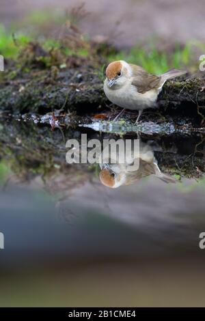 Blackcap (Sylvia atricapilla), weiblich am Ufer, Niederlande, Overijssel, Lemelerberg Stockfoto