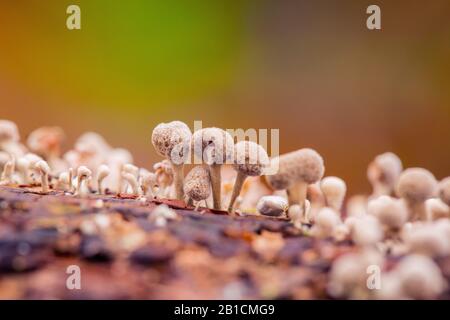 Fengreek-Stalkball (Phleogena-Faginea), Fruchtkörper, Niederlande, Flevoland Stockfoto