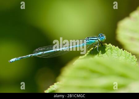 Mit Kobel gekennzeichnete Damsellfliegen (Erythromma lindenii, Cercion lindenii, Coenagrion lindenii), männlich, Türkei, Mugla Stockfoto