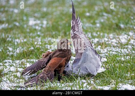 Harris' Falke (Parabuteo unicinctus), Witch Preyed Gull, Falconry, Deutschland, Bayern, Oberbayern, Oberbayern Stockfoto