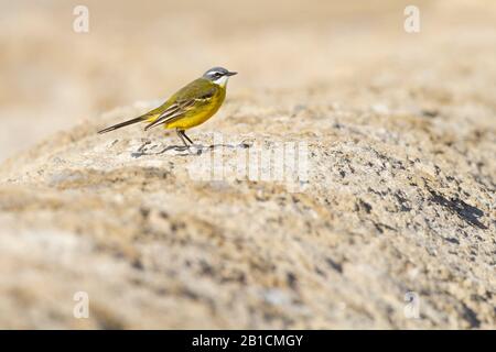 Gelbschwanz, iberischer Wachschwanz, spanischer Wagschwanz (Motacilla flava iberiae, Motacilla iberiae), am Boden, Portugal, Algarve Stockfoto