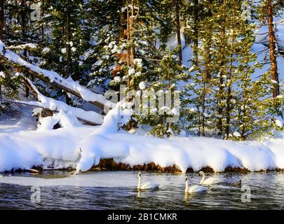 Trompeter Swan (Cygnus buccinator), Gruppe auf Madison River im Winter, USA, Wyoming, Yellowstone National Park, West Yellowstone Stockfoto