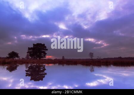 Naturschutzgebiet Dellebosterheide in Abendlicht, Niederlande, Frisia, Dellebosterheide, Oldeberkoop Stockfoto