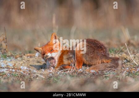 Rotfuchs (Vulpes vulpes), auf dem Boden liegend, hat eine Maus gefressen, Deutschland, Bayern, Niederbayern Stockfoto