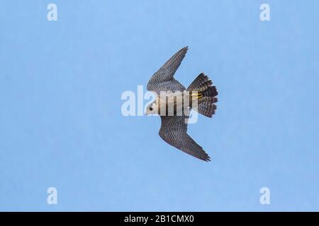 Peregrine falcon (Falco peregrinus), in Flug, Deutschland, Bayern, Oberbayern, Oberbayern Stockfoto