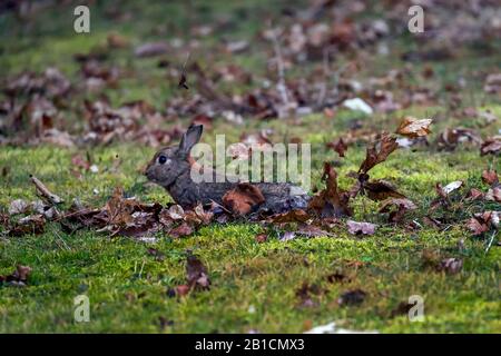 Europäisches Kaninchen (Orycolagus cuniculus), Sprung aus den den, Seitenansicht, Deutschland, Bayern, Niederbayern Stockfoto
