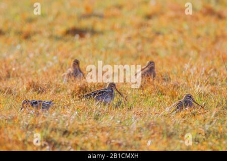 Gewöhnliche Schnepfe (Gallinago gallinago), versteckt im Gras, Deutschland, Bayern, Oberpfalz Stockfoto