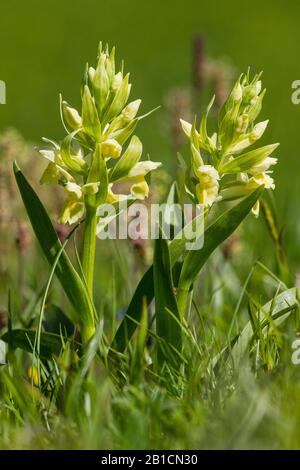 Kuckuckblüte (Dactylorhiza sambucina), weiße Morphe, Schweiz, Wallis Stockfoto