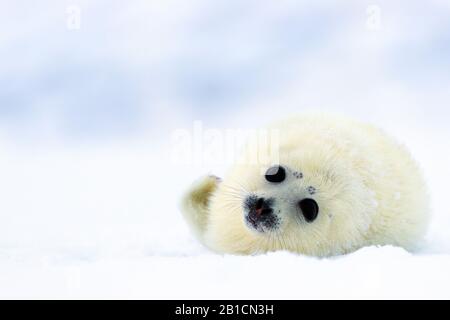 Ringdichtung (Phoca hispida, Pusa hispida), Kneipe auf Packeis ruht, Norwegen, Spitzbergen Stockfoto