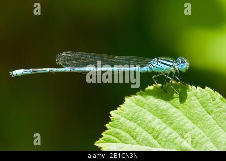 Mit Kobel gekennzeichnete Damsellfliegen (Erythromma lindenii, Cercion lindenii, Coenagrion lindenii), männlich, Türkei, Mugla Stockfoto