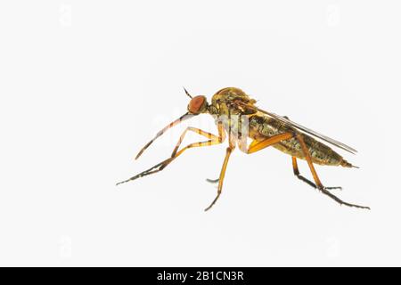 Tanzfliege (Empis livida), Ausschnitt, Niederlande Stockfoto