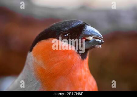 Stierkampfarena, Eurasische Stierkampfarena, Nordbullfinch (Pyrrhula pyrrhula), männliche Fütterung an Körnern, Deutschland, Bayern, Oberbayern, Oberbayern Stockfoto