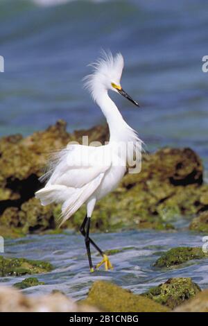 Verschneiten Egretta thula steht im Flachwasser, Niederländische Antillen, Curacao Stockfoto