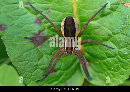 Fimbrige Fischspinne (Dolomedes fimbriatus), auf einem Blatt sitzend, Deutschland, Bayern, Murnauer Moos Stockfoto