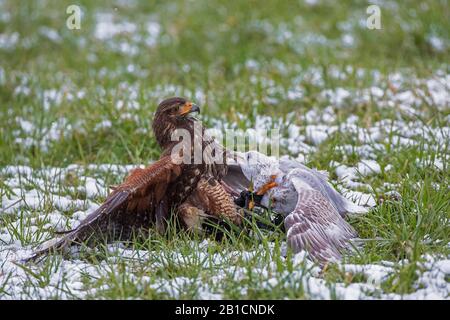 Harris' Falke (Parabuteo unicinctus), hat einen Möwe gefangen, den Möwe in bussardem Gefieder beißt, Falknerei, Deutschland, Bayern, Oberbayern, Oberbayern Stockfoto