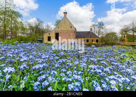 Holz vergessen-mich-nicht, Wald vergessen-mich-nicht (Myosotis sylvatica), Museum in Jelsum mit blühendem Vergessen-mich-nicht, Niederlande, Frisia, Dekemastat, Jelsum Stockfoto