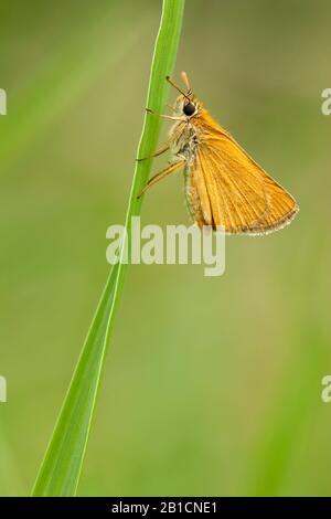 Lulworth Skipper (Thymelikus acteon), sitzt auf einem Blatt, Italien, Aosta Stockfoto