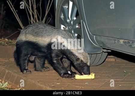 Honigbadger, Rassel (Mellivora Capensis), stehen an einem Auto und essen Abfall, Seitenansicht, Südafrika, Lowveld, Krueger National Park, Camp Satara Stockfoto