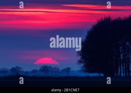 Eiche bei Sonnenuntergang über Delleboerheide, Niederlande, Frisia, Dellebosterheide, Oldeberkoop Stockfoto