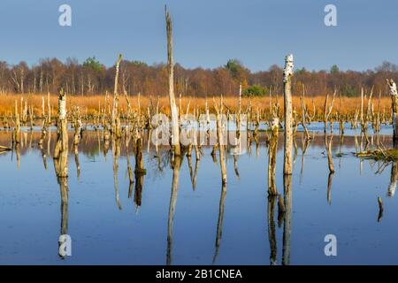 Torfmoor in Diepholz, Deutschland, Niedersachsen, Rehdener Geestmoor, Drebbersches Moore Stockfoto