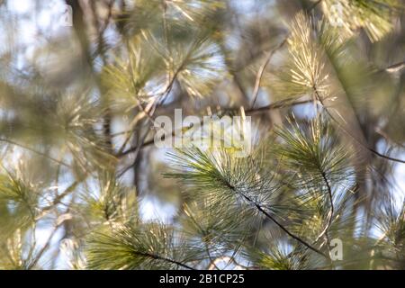 Grüner Kiefernfell strukturierter sonniger Hintergrund. Natürliche Lichtquelle, immergrüne Nahansicht am blauen Himmel Stockfoto