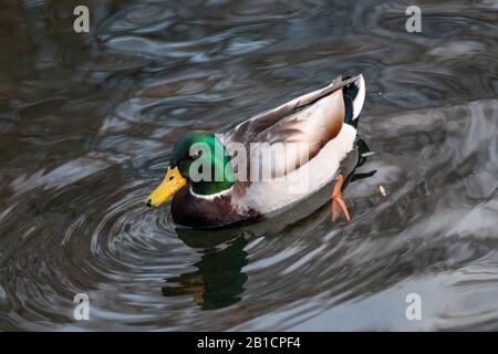 Schöner mallarder Smaragdkopf männlicher drake-entenvogel mit gelbem Schnabel Nahschwimmen auf glardem Seewasser. Tierbeobachtung in friedlicher Tierwelt Stockfoto