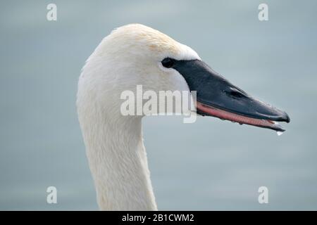 Trompeter Swans am See Stockfoto