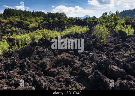 Vulkan Paricutin und Lava Field, Bundesstaat Michoacan, Mexiko, Mittelamerika Stockfoto