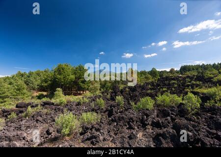 Vulkan Paricutin und Lava Field, Bundesstaat Michoacan, Mexiko, Mittelamerika Stockfoto